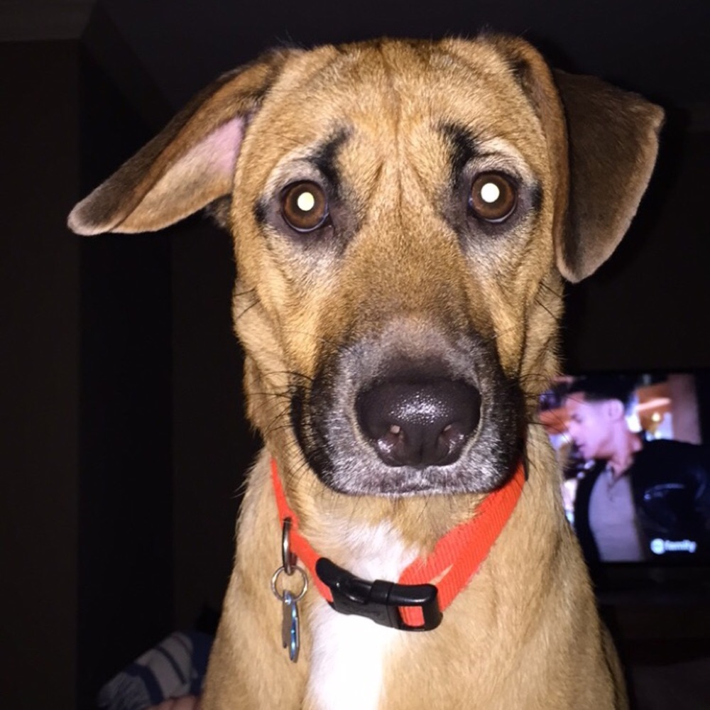 Meet your Posher, Catie